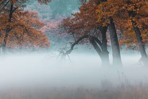 Foggy Forest 4K Wallpaper · nature · 3840×2561