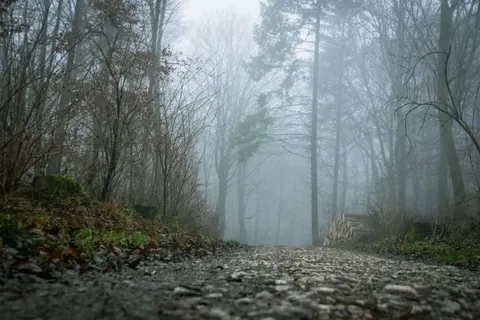 Foggy Forest 4K Wallpaper · nature · 3840×2560