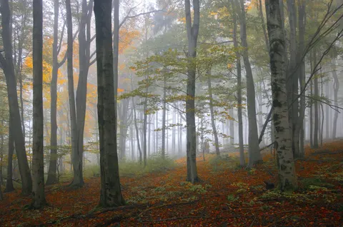 Foggy Forest 4K Wallpaper · nature · 3840×2543