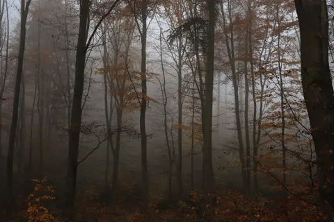 Foggy Forest 4K Wallpaper · nature · 3840×2560