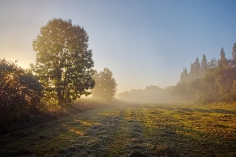 Обои Туманный лес 4K · nature · 3840×2561