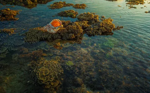 Обои Коралловый риф 4K · ocean · 3840×2396