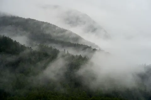 Fondo de pantalla Bosque con niebla 4K · nature · 3840×2561