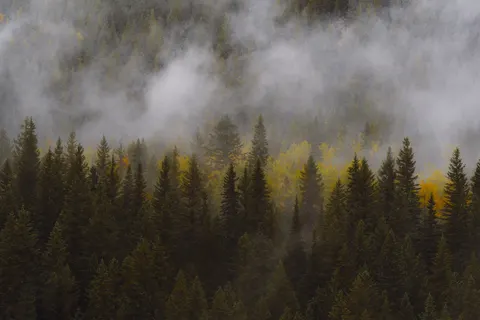 안개 낀 숲 4K 배경화면 · nature · 3840×2560