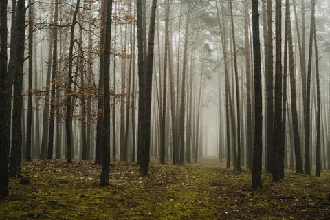Foggy Forest 4K Wallpaper · nature · 3840×2560