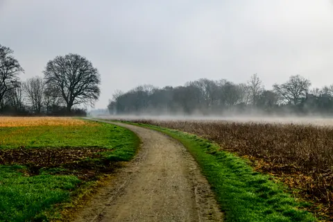 Foggy Forest 4K Wallpaper · nature · 3840×2560