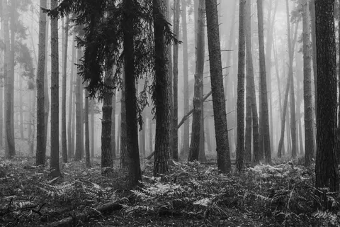 Papel de parede Floresta com neblina 4K · nature · 3840×2560
