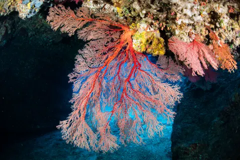 Wallpaper Terumbu Karang 4K · ocean · 3840×2563