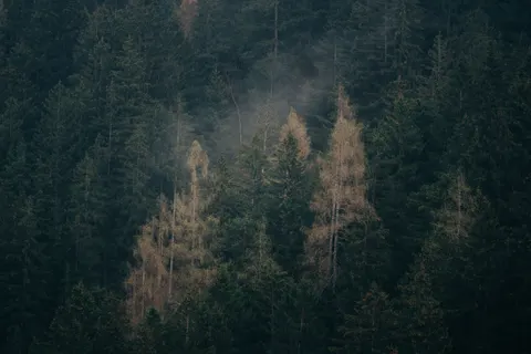안개 낀 숲 4K 배경화면 · nature · 3840×2560