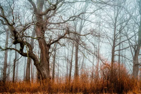 Nebliger Wald 4K Hintergrundbild · nature · 3840×2560