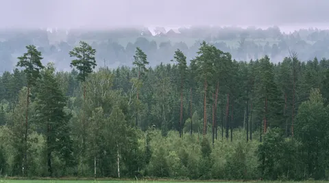 Fondo de pantalla Bosque con niebla 4K · nature · 3840×2140