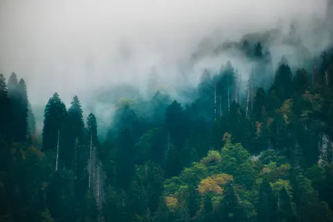 Foggy Forest 4K Wallpaper · nature · 3840×2560
