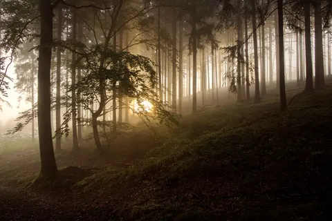 Foggy Forest 4K Wallpaper · nature · 3840×2561