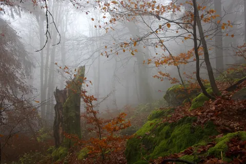 Papel de parede Floresta com neblina 4K · nature · 3840×2561