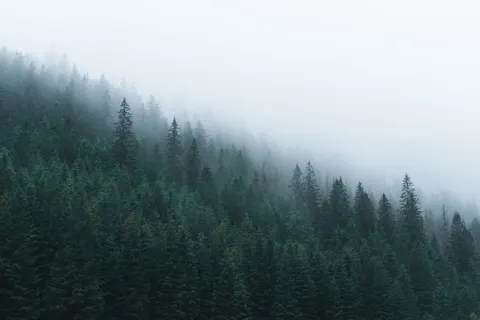 雾中森林 4K壁纸 · nature · 3840×2560