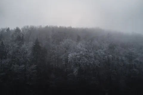 안개 낀 숲 4K 배경화면 · nature · 3840×2560