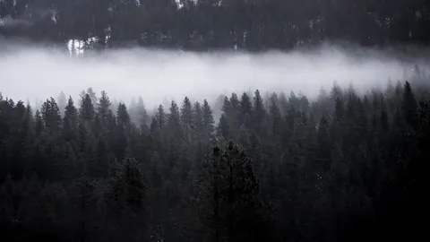 Papel de parede Floresta com neblina 4K · nature · 3840×2160