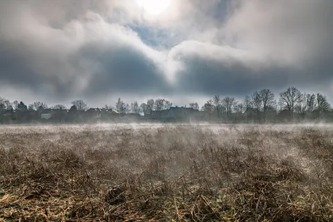 خلفية غابة ضبابية بدقة 4K · nature · 3840×2560