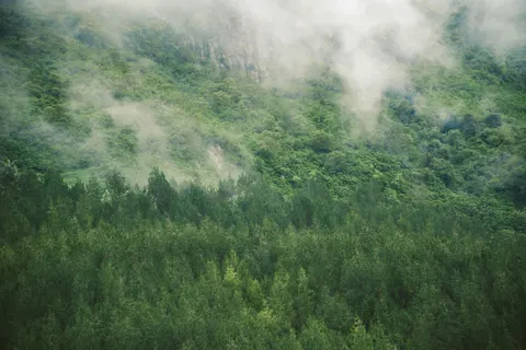 Nebliger Wald 4K Hintergrundbild · nature · 3840×2560