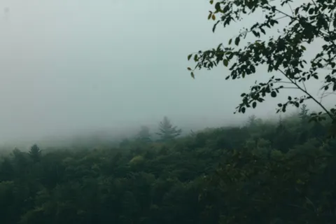 Fond d'écran Forêt brumeuse 4K · nature · 3840×2560