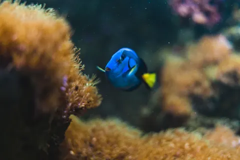 خلفية الشعاب المرجانية بدقة 4K · ocean · 3840×2560