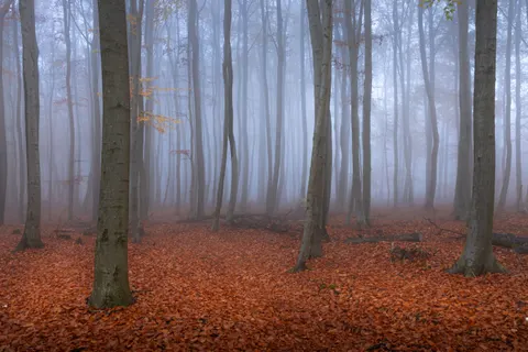 안개 낀 숲 4K 배경화면 · nature · 3840×2560
