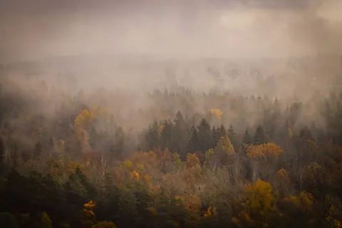雾中森林 4K壁纸 · nature · 3840×2560