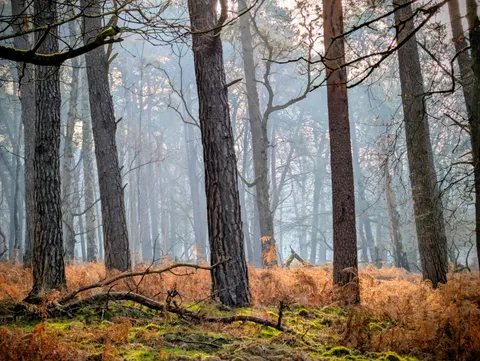 Foggy Forest 4K Wallpaper · nature · 3840×2891