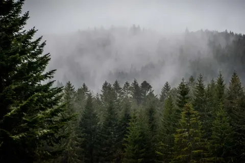 Foggy Forest 4K Wallpaper · nature · 3840×2560