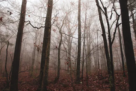 Foggy Forest 4K Wallpaper · nature · 3840×2560