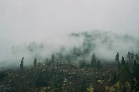 Papel de parede Floresta com neblina 4K · nature · 3840×2561
