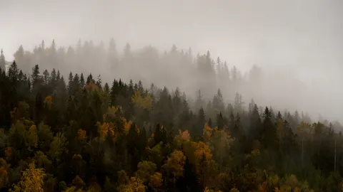Foggy Forest 4K Wallpaper · nature · 3840×2160