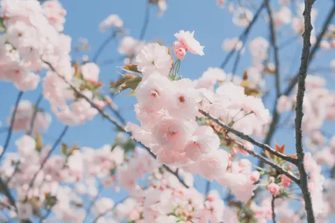 Fond d'écran Fleur de cerisier 4K · nature · 3840×2560