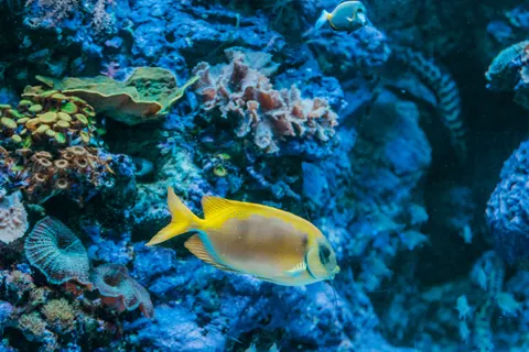 خلفية الشعاب المرجانية بدقة 4K · ocean · 3840×2560
