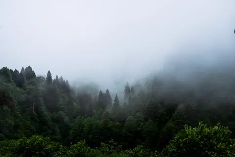 Foggy Forest 4K Wallpaper · nature · 3840×2560