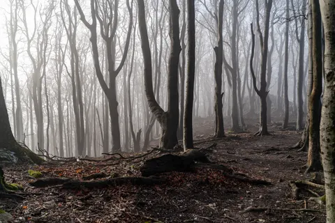 Foggy Forest 4K Wallpaper · nature · 3840×2561