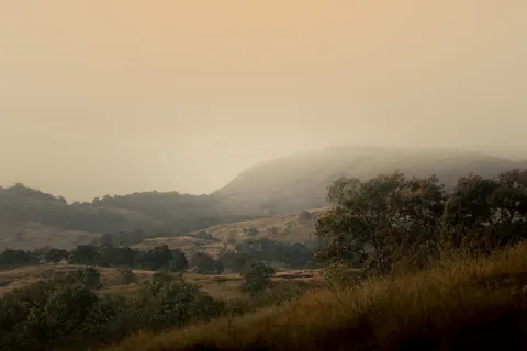 안개 낀 숲 4K 배경화면 · nature · 3840×2560