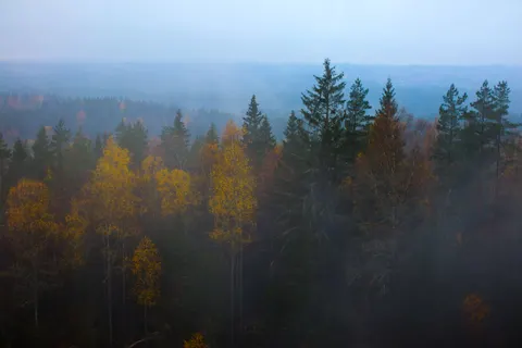 안개 낀 숲 4K 배경화면 · nature · 3840×2560