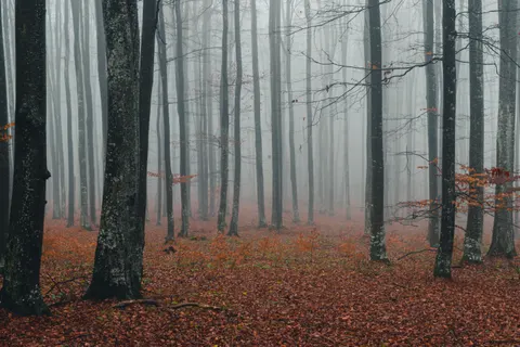 Fondo de pantalla Bosque con niebla 4K · nature · 3840×2560