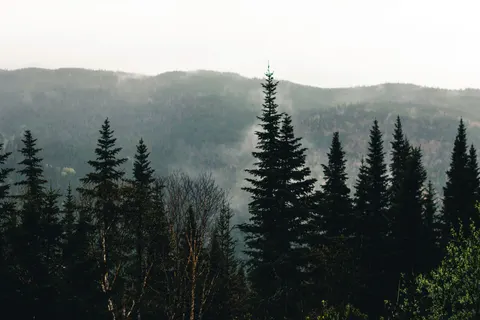 Fondo de pantalla Bosque con niebla 4K · nature · 3840×2560