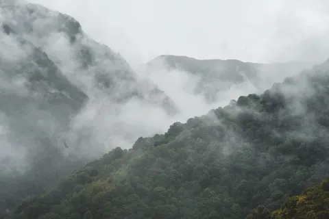 Обои Туманный лес 4K · nature · 3840×2560
