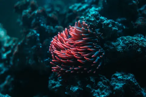 मूंगा चट्टान 4K वॉलपेपर · ocean · 3840×2560