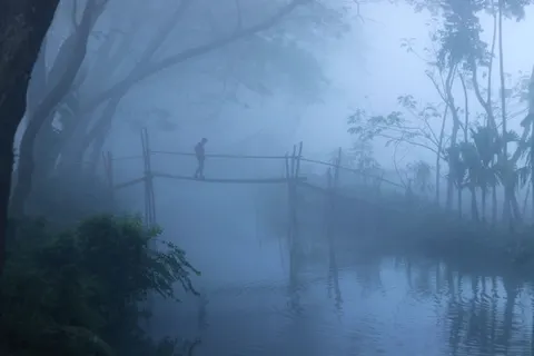 خلفية غابة ضبابية بدقة 4K · nature · 3840×2560
