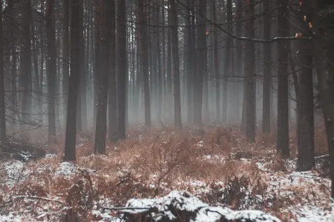 안개 낀 숲 4K 배경화면 · nature · 3840×2560