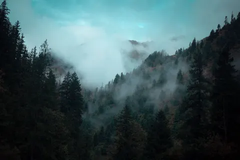 Foggy Forest 4K Wallpaper · nature · 3840×2560