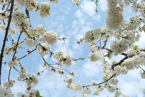 خلفية أزهار الكرز بدقة 4K · nature · 3840×2560