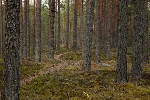 Fondo de pantalla Bosque de otoño 4K · nature · 3840×2560