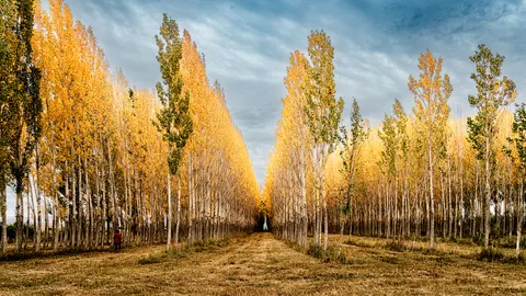 Herbstwald 4K Hintergrundbild · nature · 3840×2160