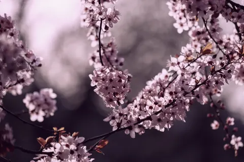 خلفية أزهار الكرز بدقة 4K · nature · 3840×2560