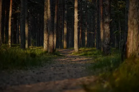 Autumn Forest 4K Wallpaper · nature · 3840×2560